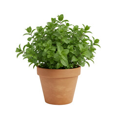 Fototapeta premium fresh herbs in a pot