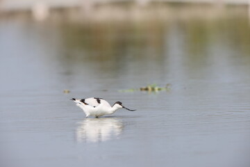 The pied avocet (Recurvirostra avosetta) is a large black and white wader in the avocet and stilt...
