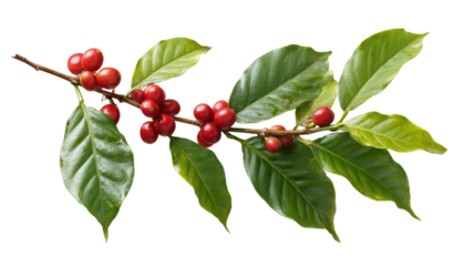 Coffee branch with red berries and green leaves on a white isolate background.