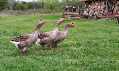 Three Domestic Geese Walking on Green Grass in Rural Farmyard