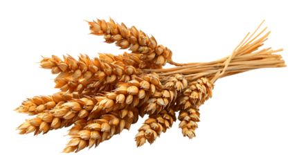 Golden wheat stalks bundled together on black background a harvest image