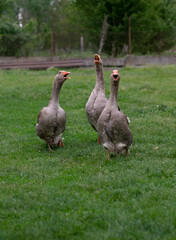 Three domestic geese on a green meadow