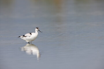 Fototapeta premium The pied avocet (Recurvirostra avosetta) is a large black and white wader in the avocet and stilt family, Recurvirostridae. 