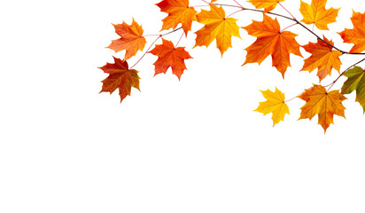 Fototapeta premium Autumn maple tree branches with vibrant leaves suitable for fall themed designs, nature blogs, seasonal promotions, and botanical publications.