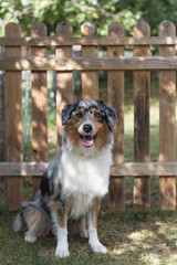 Porträt eines Australian Shepherd