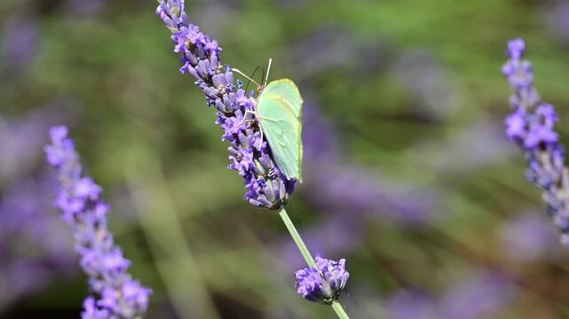 Cleopatra butterfly (Gonepteryx cleopatra) sitting on blossoming lavender in the Provence in France during a sunny summer day. Slow motion clip.