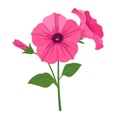 Vibrant pink petunia flower illustration with two blossoms, a bud, and green leaves on a single stem.