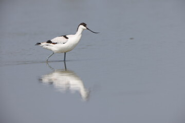 The pied avocet (Recurvirostra avosetta) is a large black and white wader in the avocet and stilt family, Recurvirostridae. 