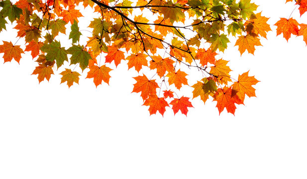 Tree branch with colorful leaves against a white background. Suitable for autumn themed designs, nature concepts, seasonal promotions, and organic products.
