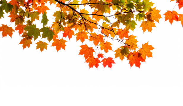 Tree branch with colorful leaves against a white background. Suitable for autumn themed designs, nature concepts, seasonal promotions, and organic products.