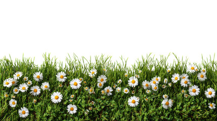 Field of blooming daisies growing amidst lush green grass, isolated on a white background.