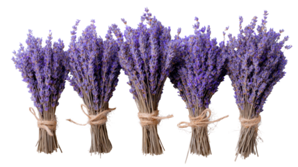 Five dried lavender bundles tied with twine, displaying vibrant purple flowers against white isolate background.
