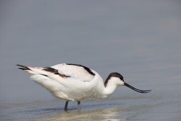 The pied avocet (Recurvirostra avosetta) is a large black and white wader in the avocet and stilt family, Recurvirostridae. 