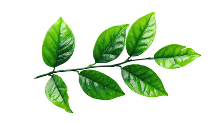 Fototapeta premium Green leaf branch, vibrant foliage on white isolated background.