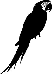 Macaw parrot black silhouette vector art