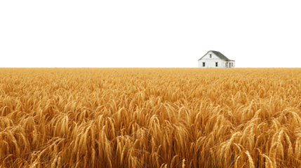 Solitary farmhouse in a vast golden wheat field under a clear sky isolated on transparent background