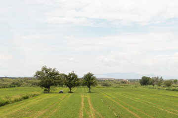 Cultivated field with trees and car under cloudy sky