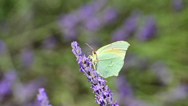 Cleopatra butterfly (Gonepteryx cleopatra) sitting on blossoming lavender in the Provence in France during a sunny summer day. Slow motion clip.