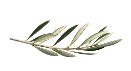Obraz premium Olive Branch with Transparent Background
