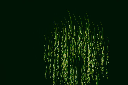 Vibrant green light trails dance against a dark backdrop at night