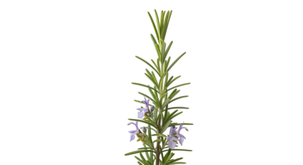 Rosemary Plant with Flowers, Isolated on Transparent Background