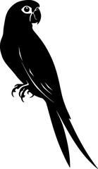 Parrot bird black silhouette vector image