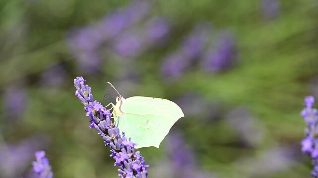 Cleopatra butterfly (Gonepteryx cleopatra) sitting on blossoming lavender in the Provence in France during a sunny summer day. Slow motion clip.