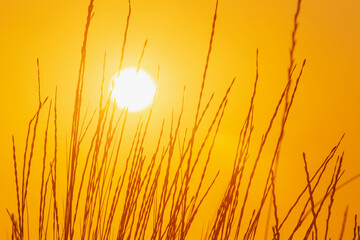 view on sunrise through grass on meadow