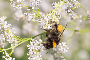 bumblebee gathering pollen on white blossoming plant