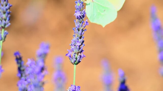 Cleopatra butterfly (Gonepteryx cleopatra) sitting on blossoming lavender in the Provence in France during a sunny summer day. Slow motion clip.