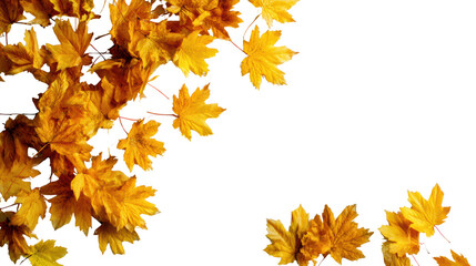 Vibrant yellow maple leaves on a white isolated background, perfect for seasonal and nature-themed projects.