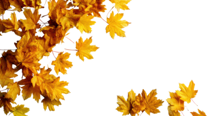 Vibrant yellow maple leaves on a white isolated background, perfect for seasonal and nature-themed projects.
