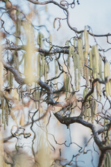 Korkenzieher-Haselnuss