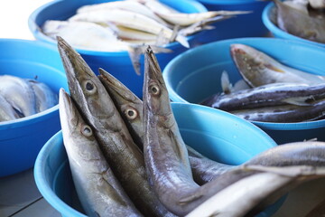 fresh fish in the seller's basket