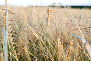 Golden wheat ears stand in a field, blurred in the background, creating an atmosphere of peace and...