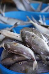 fresh fish in the seller's basket