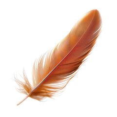 Fototapeta premium Close-up of a single, colorful feather