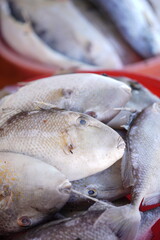 fresh fish in the seller's basket