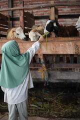 children are feeding goats in the pen