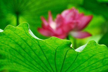 close up of blossoming lotus flower