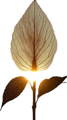 Delicate leaf backlit by the sun