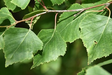 These are green birch leaves in nature in sunny summer day.