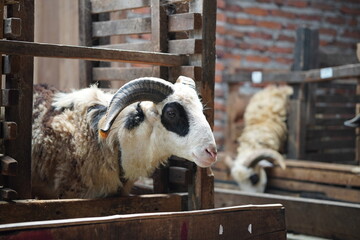 Goats in The Wooden Pen