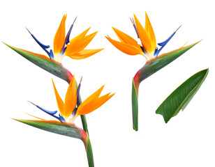 Vibrant Bird of Paradise Flowers Isolated on White Background