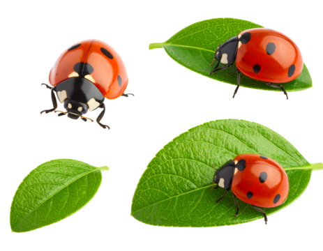 Tiny Ladybug on Leaf Isolated Set for Nature Lovers