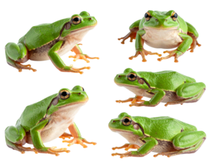 Small Green Frog Isolated on White Background