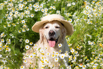 A golden retriever sits in a summer field of daisies. A big happy dog in a hat in nature with a bouquet of flowers.