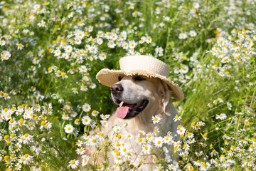A golden retriever sits in a summer field of daisies. A big happy dog in a hat in nature with a bouquet of flowers.