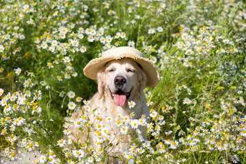 A golden retriever sits in a summer field of daisies. A big happy dog in a hat in nature with a bouquet of flowers.