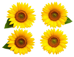 Obraz premium Vibrant Sunflower Isolated on White Background